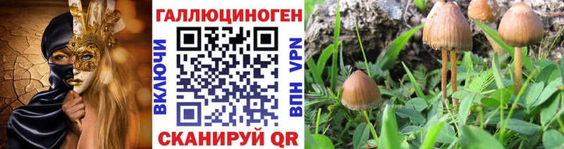 Псилоцибиновые грибы Psilocybe  Нерюнгри 